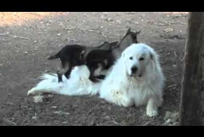 Пофигизм, уровень — мастер