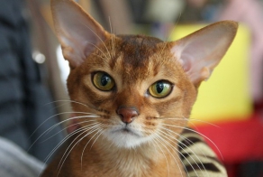 Абиссинская кошка.