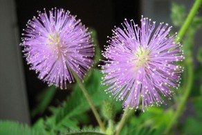 Факты о мимозе