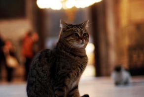 Смешная кошачья анимация