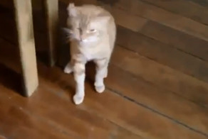 Кот чихает