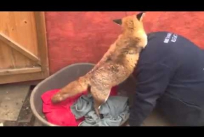 Лисичка - милое домашнее животное