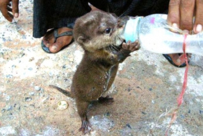 Фото-свалка