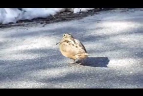 Птицу захватила волна танца=)