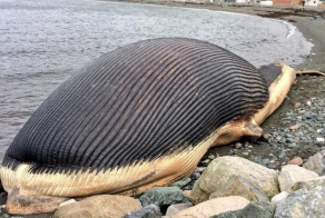 «Взрывоопасный» кит пугает жителей города Траут Ривер