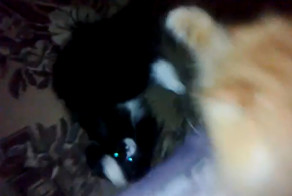 Ночные игры котов