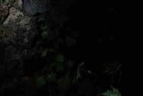 Пришла весна и ёжики в кустах