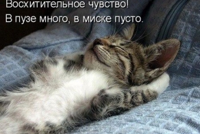 Обязаности кота по дому