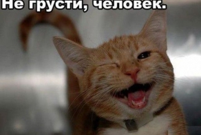 Смешные коты и кошки