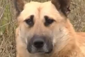 Собачья верность