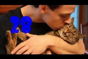 Смешные кошки. Выпуск #27 и Выпуск #28