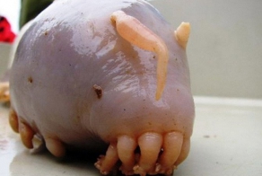 Удивительные животные, о которых вы не знали