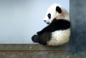 Давайте узнаем секреты некоторых живых существ.