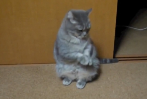 Забавно жалующийся кот