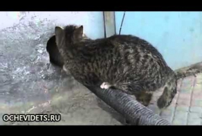 Очент находчивый котик!