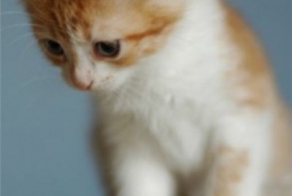 Котенок спасатель.