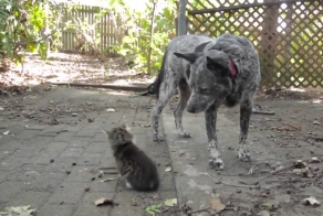 Собака дружит с котёнком-инвалидом 