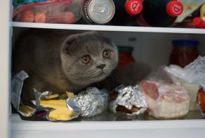 Кто здесь????