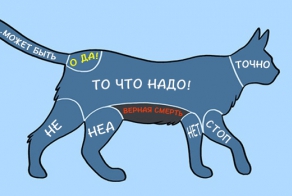 Как правильно гладить животных