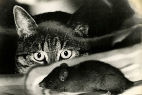 Как дед кота учил крыс ловить