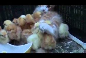 Котоквочка=)