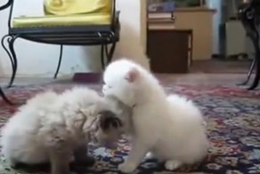 Самые Милые Котята В Мире