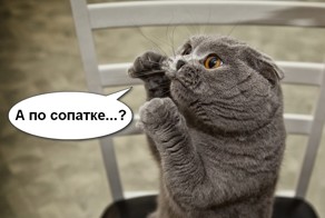 Вы не любите котиков?