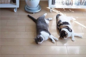 коты синхронисты