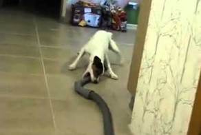 Собака против пылесоса 