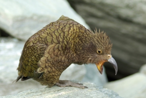 Попугай - убийца овец