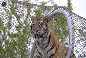  Переход для больших кошек в Зоопарке Филадельфии