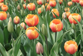 Канадский фестиваль тюльпанов и оттавский военный музей