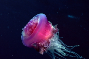 Редкие обитатели морских глубин