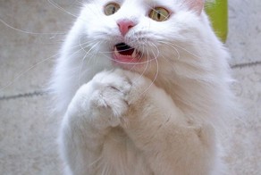 Кот встает так каждый раз, когда достаю сыр из холодильника  