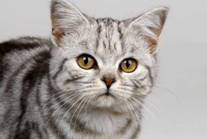 Любите братьев нащих меньших