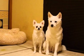 Когда мешают смотреть футбол/хоккей