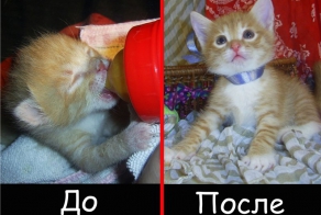 Спасение новорожденных животных