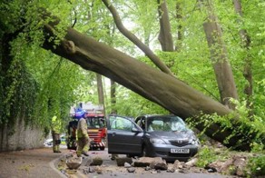 Дерево упало на Мазду