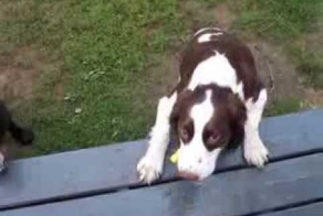 Слепой пес играет с хозяйкой в "принеси"