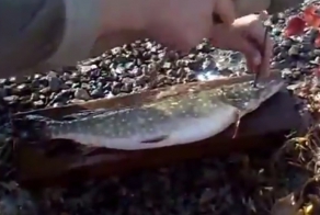 Быстро чистим свежую рыбу