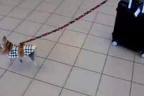 Сверхнормативный багаж собаки 