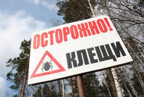 Как уберечься от клещей