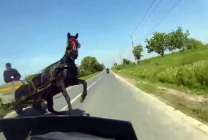 Лошадь запаниковала