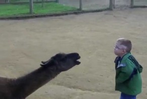 Первое знакомство ребенка с Ламой