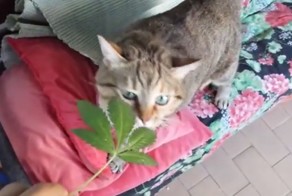 Законопослушный кот