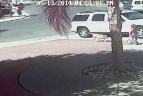 Кот спас ребенка