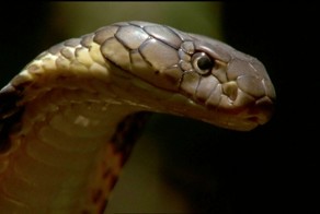 Королевская кобра откладывает яйца