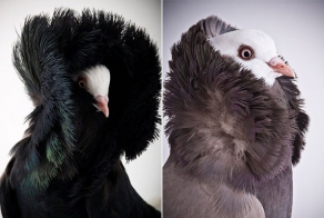 Замечательные голуби