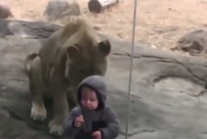 Подборка детей в зоопарке (Это удивительно!!!)