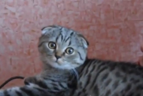 Любвеобильная шотландская вислоухая кошка